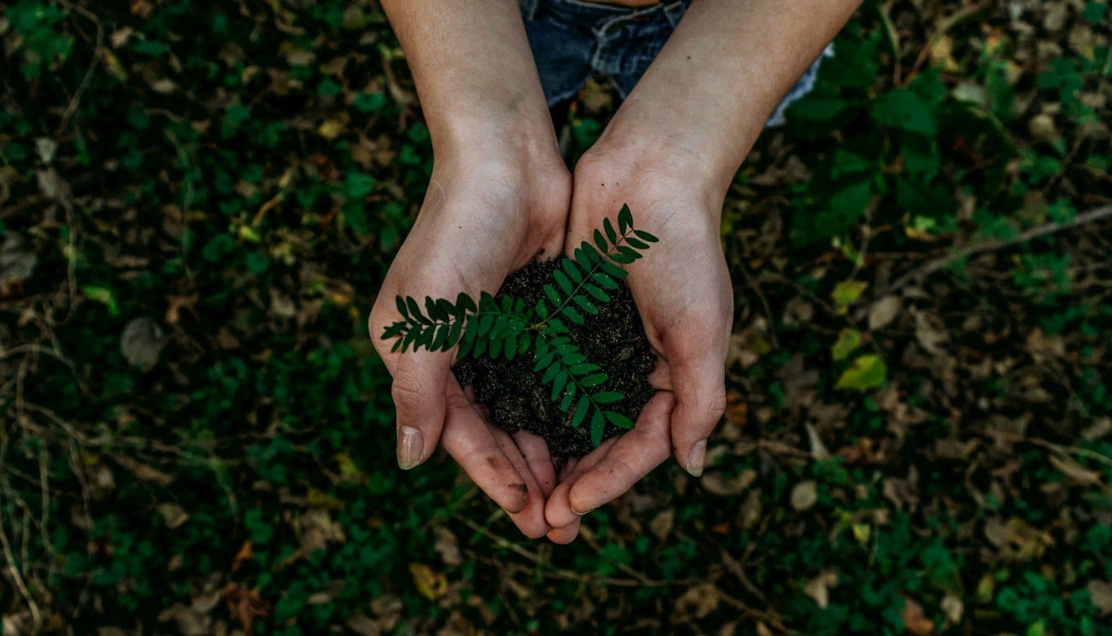 Mãos segurando terra com uma muda brotando